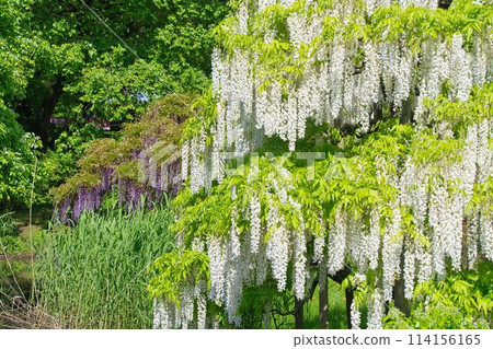 足利是一個花園裡的紫藤格子 114156165