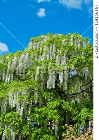 Ashikaga is a wisteria trellis in a flower park Ashikaga is a wisteria trellis in a flower park 114156167