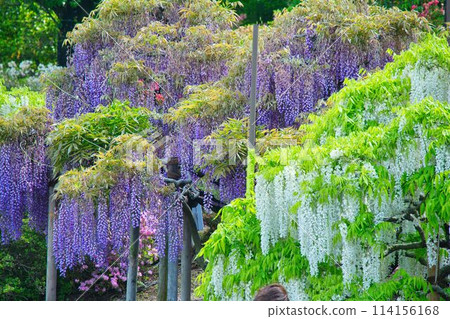 足利是一個花園裡的紫藤格子 114156168