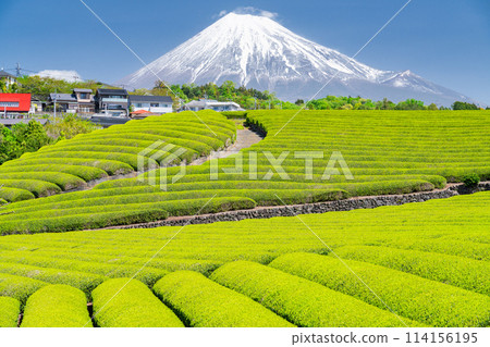 “靜岡縣”富士山風景和茶園 114156195