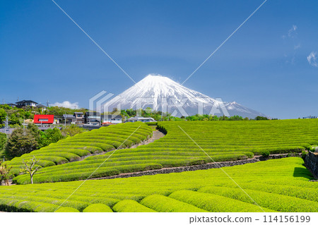 "Shizuoka Prefecture" Scenery of Mt. Fuji and a tea plantation 114156199