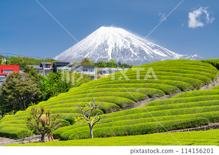 "Shizuoka Prefecture" Scenery of Mt. Fuji and a tea plantation 114156201