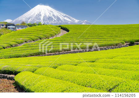 "Shizuoka Prefecture" Scenery of Mt. Fuji and a tea plantation "Shizuoka Prefecture" Scenery of Mt. Fuji and a tea plantation 114156205