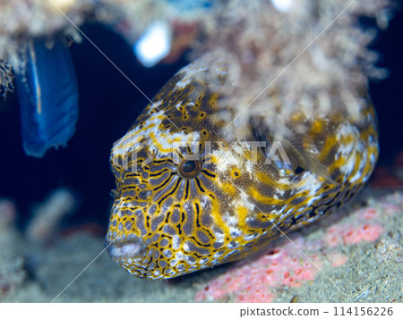 Pepper fish 114156226