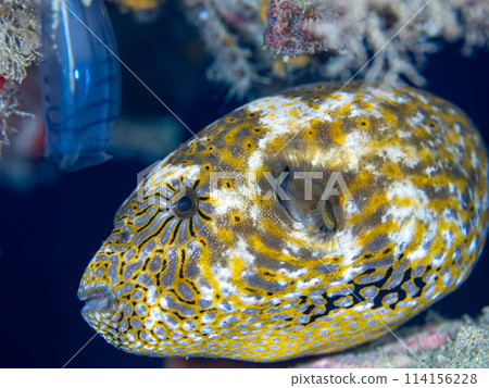 Pepper fish Pepper fish 114156228