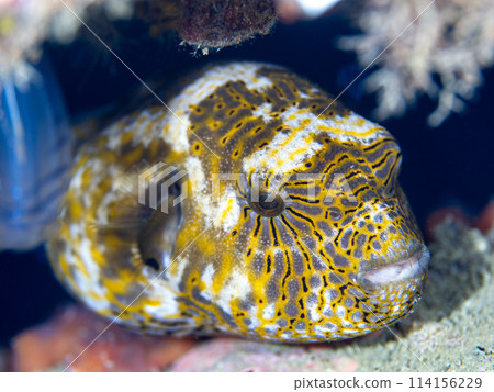 辣椒魚 辣椒魚 114156229