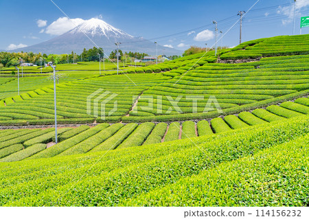 "Shizuoka Prefecture" Scenery of Mt. Fuji and a tea plantation 114156232