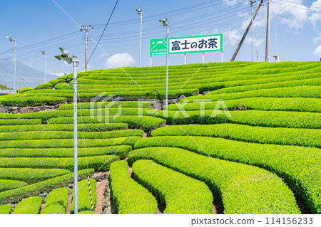 "Shizuoka Prefecture" Scenery of Mt. Fuji and a tea plantation 114156233