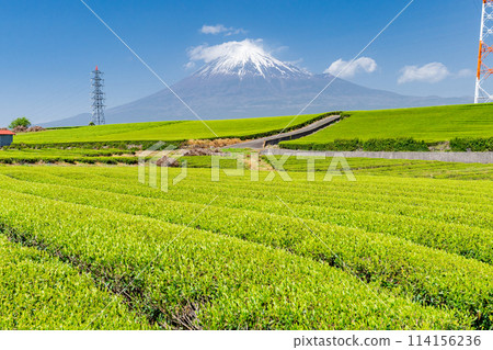 "Shizuoka Prefecture" Scenery of Mt. Fuji and a tea plantation 114156236