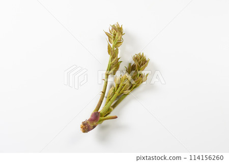 野生蔬菜鱈魚芽白色背景 野生蔬菜鱈魚芽白色背景 114156260