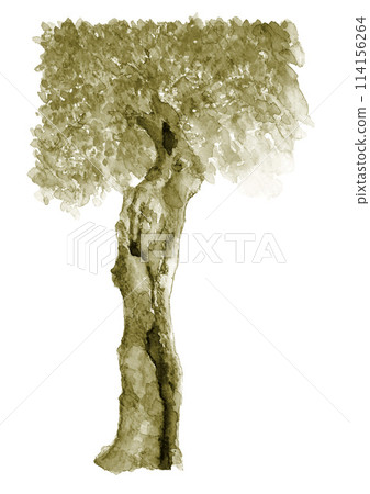 Sepia-toned illustration of a large old oak tree painted in watercolor [hand-drawn] on a white background with copy space 114156264