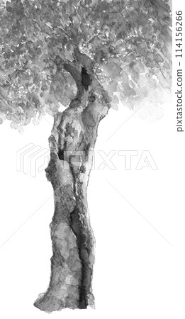 用水彩繪的一棵大老橡樹的單色插圖[手繪]白色背景與複製空間 114156266