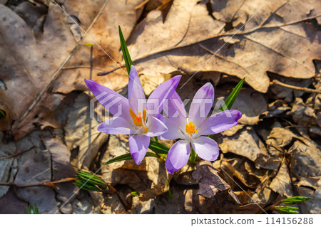 Close up detail with a Crocus heuffelianus or Crocus vernus spring giant crocus. purple flower blooming in the forest 114156288