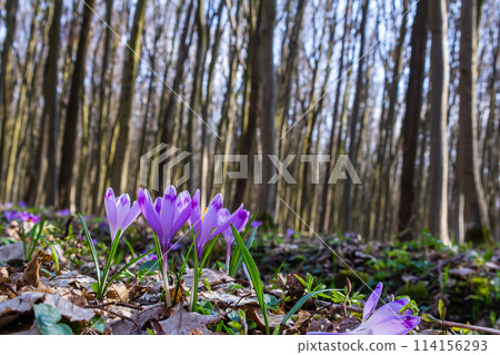 Close up detail with a Crocus heuffelianus or Crocus vernus spring giant crocus. purple flower blooming in the forest 114156293
