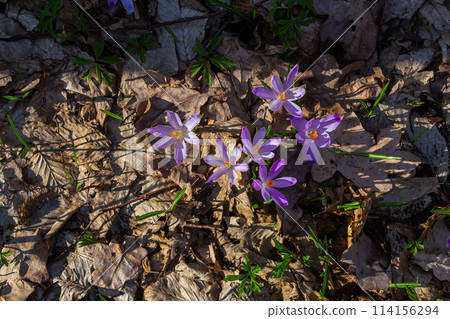 Close up detail with a Crocus heuffelianus or Crocus vernus spring giant crocus. purple flower blooming in the forest 114156294
