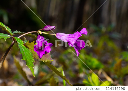 Dentaria glandulosa. Purple flowers in the spring forest Dentaria glandulosa. Purple flowers in the spring forest 114156298