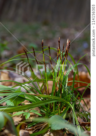 Sedge hairy blossoming in the nature in the spring.Carex pilosa. Cyperaceae Family Sedge hairy blossoming in the nature in the spring.Carex pilosa. Cyperaceae Family 114156303