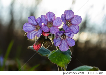 Vivid and bright pulmonaria flowers on green leaves background close up 114156304