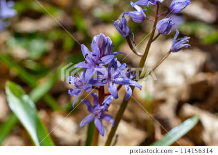 Scilla bifolia, the alpine squill or two-leaf squill, is a herbaceous perennial plant of the family Asparagaceae. Art photo of the early flowering plant Scilla bifolia, the alpine squill 114156314