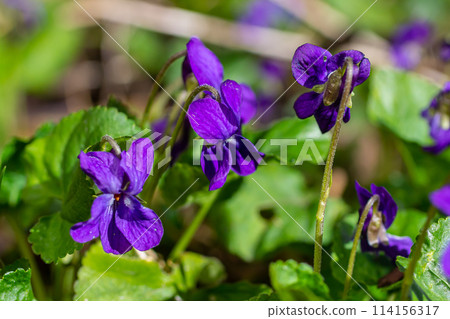 Viola odorata. Scent-scented. Violet flower forest blooming in spring. The first spring flower, purple. Wild violets in nature Viola odorata. Scent-scented. Violet flower forest blooming in spring. The first spring flower, purple. Wild violets in nature 114156317