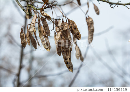 Close up of a brown color 'Robinia pseudoacacia' seed pod against a bright nature background 114156319