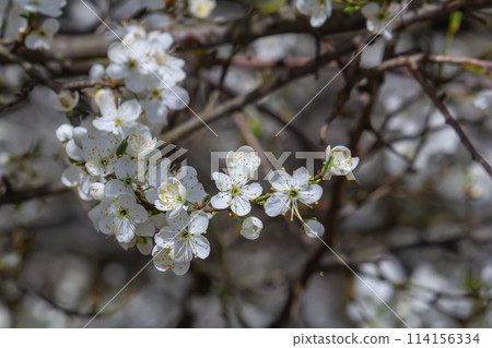 Prunus Cerasifera Blooming white plum tree. White flowers of Prunus Cerasifera 114156334