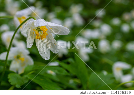 The many white wild flowers in spring forest. Blossom beauty, nature, natural. Sunny summer day, green grass in park. Anemonoides nemorosa The many white wild flowers in spring forest. Blossom beauty, nature, natural. Sunny summer day, green grass in park. Anemonoides nemorosa 114156339