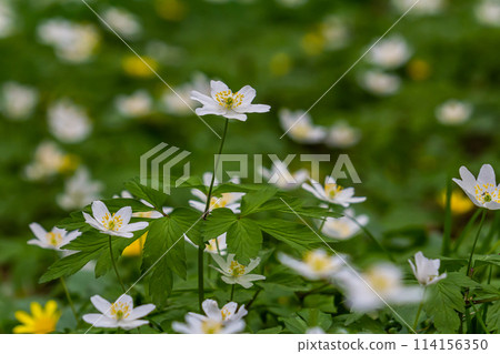 The many white wild flowers in spring forest. Blossom beauty, nature, natural. Sunny summer day, green grass in park. Anemonoides nemorosa 114156350