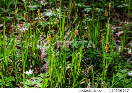 Sedge hairy blossoming in the nature in the spring.Carex pilosa. Cyperaceae Family Sedge hairy blossoming in the nature in the spring.Carex pilosa. Cyperaceae Family 114156357