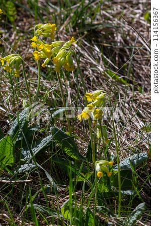 Yellow Primula veris cowslip, common cowslip, cowslip primrose on soft green background.Selective focus Yellow Primula veris cowslip, common cowslip, cowslip primrose on soft green background.Selective focus 114156367