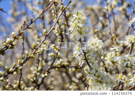White plum blossom, beautiful white flowers of prunus tree in city garden, detailed macro close up plum branch. White plum flowers in bloom on branch, sweet smell with honey hints 114156374