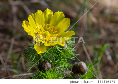 Pheasant's eye, or yellow pheasant's eye Adonis vernalis blooming in spring steppe 114156375