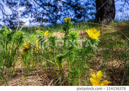 Pheasant's eye, or yellow pheasant's eye Adonis vernalis blooming in spring steppe Pheasant's eye, or yellow pheasant's eye Adonis vernalis blooming in spring steppe 114156376