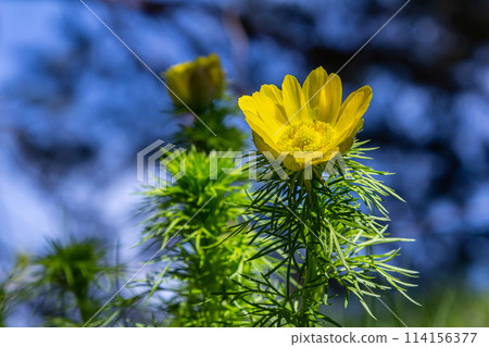 Pheasant's eye, or yellow pheasant's eye Adonis vernalis blooming in spring steppe Pheasant's eye, or yellow pheasant's eye Adonis vernalis blooming in spring steppe 114156377
