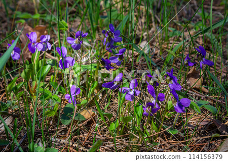 Viola odorata. Scent-scented. Violet flower forest blooming in spring. The first spring flower, purple. Wild violets in nature Viola odorata. Scent-scented. Violet flower forest blooming in spring. The first spring flower, purple. Wild violets in nature 114156379