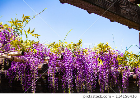 【京都風景】優雅的紫色花朵、鳥羽紫藤 114156436