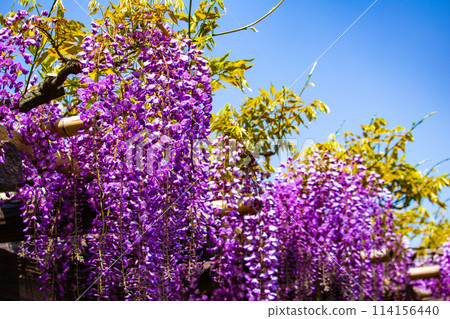 【京都風景】優雅的紫色花朵、鳥羽紫藤 114156440