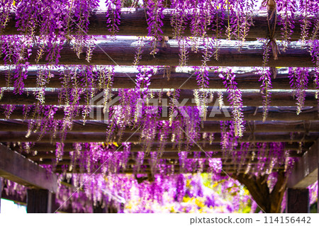 【京都風景】優雅的紫色花朵、鳥羽紫藤 114156442