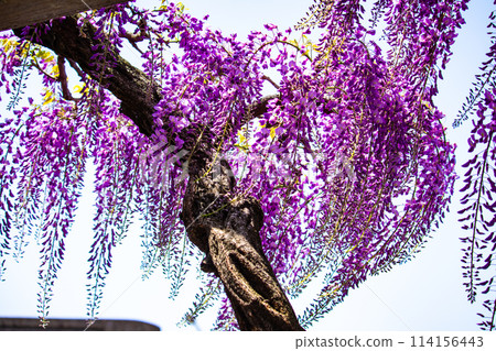 【京都風景】優雅的紫色花朵、鳥羽紫藤 114156443