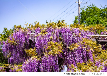 [Kyoto Scenery] Elegant purple flowers: Toba Wisteria 114156448