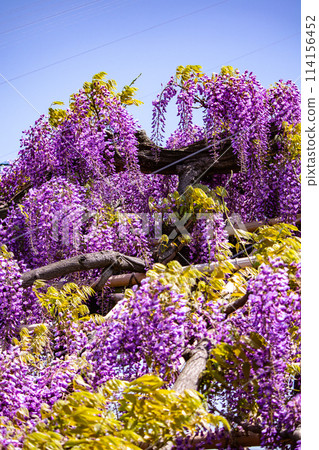 【京都風景】優雅的紫色花朵、鳥羽紫藤 【京都風景】優雅的紫色花朵、鳥羽紫藤 114156452