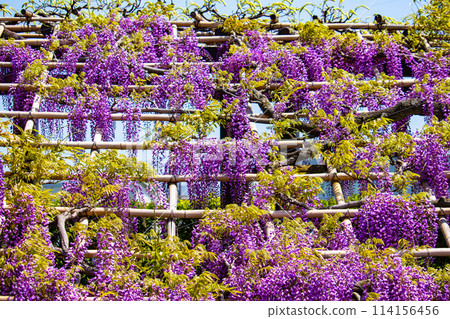 【京都風景】優雅的紫色花朵、鳥羽紫藤 114156456