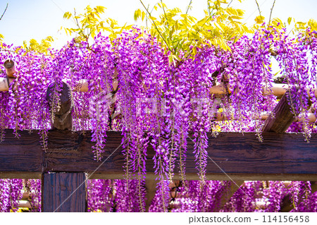 [Kyoto Scenery] Elegant purple flowers: Toba Wisteria 114156458