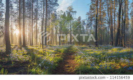 forest, tree, wood 114156459