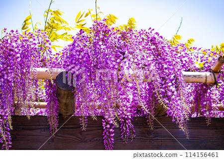 【京都風景】優雅的紫色花朵、鳥羽紫藤 114156461