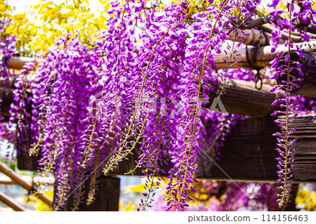 【京都風景】優雅的紫色花朵、鳥羽紫藤 114156463