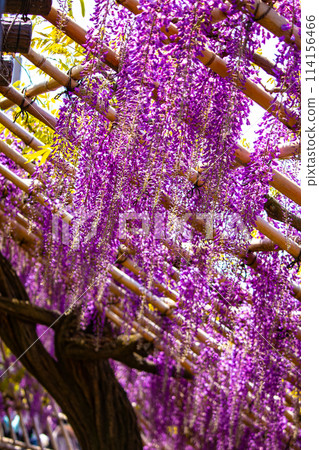 [Kyoto Scenery] Elegant purple flowers: Toba Wisteria 114156466