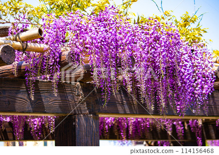 【京都風景】優雅的紫色花朵、鳥羽紫藤 114156468