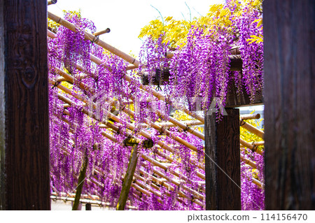 【京都風景】優雅的紫色花朵、鳥羽紫藤 114156470