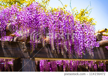 【京都風景】優雅的紫色花朵、鳥羽紫藤 114156472